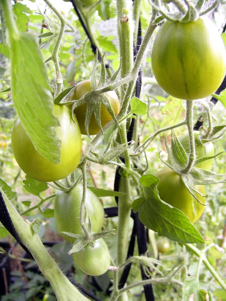 Cherokee Green Pear